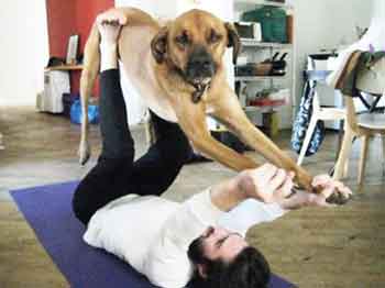dogs go to yoga